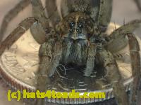 /home//u458753944/public_html/sourcegallery///////////Insects and small critters/spiders and kin (Arachnida)/P4140644.JPG